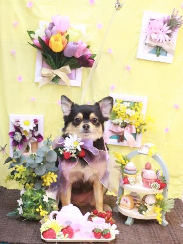 20230311ももちゃん